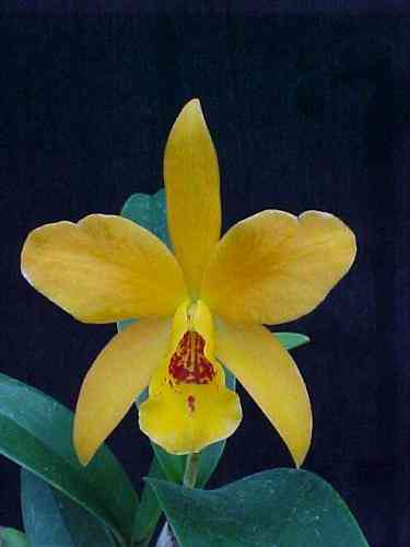 Laeliocattleya Gold Digger 'Fuchs Mandarin'